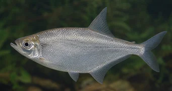 Triportheus angulatus Пунктуальний
