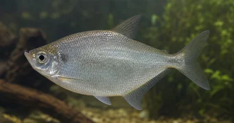 Triportheus rotundatus Круглий арбалет Тетра