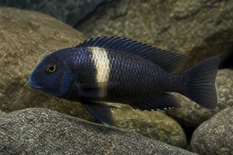 Tropheus duboisi Дубоїзі