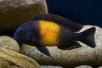 Tropheus moorii ilangi Трофей Мурі Ілангі