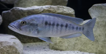 Tyrannochromis macrostoma Макростома тиранохроміс