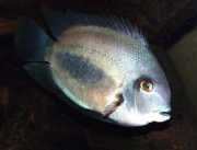 Uaru amphiacanthoides Уару