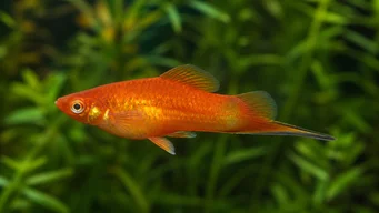 Xipho platy (Платні епе)