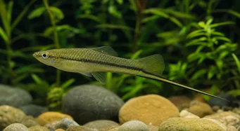 Xiphophorus montezumae (Власник мечів Монтесума)