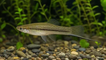 Xiphophorus neuzalanahotl (Плямистий меч)