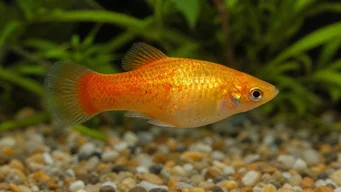 Xiphorus maculatus (Xipho Green або Xipho Wild)