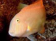 Xyrichthys novacula Перлина