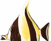 Zanclus canescens Нарізати