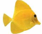 Zebrasoma flavescens Жовтий хірур�...