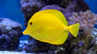 Zebrasoma flavescens (Жовтий хірург)