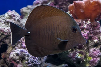 Zebrasoma scopas