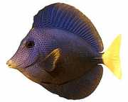 Zebrasoma xanthurum Жовтий -tail acant...