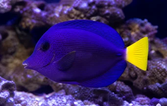 Zebrasoma xanthurum (Жовтий -tail acanthure)