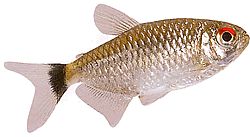 Moenkhausia oligolepis (Moenkhausia з червоними очима)
