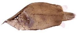 Monocirrhus polyacanthus (Пожежник)
