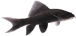 Morulius chrysophekadion (Чорний Лабео)