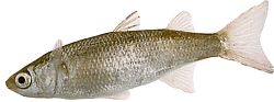 Mugil labrosus (Мули з великими губами)