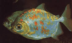 Myleus rubripinnis luna (Метініс-Лун з червоним гачком)
