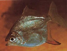Myleus rubripinnis rubripinnis (Метинніс з червоним гачком)