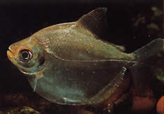 Mylossoma aureum (Помпано, Золотий Паку)