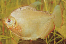 Mylossoma duriventre (PACOU-MEULE, SILLE MYLEUS)