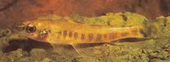 Nannocharax macropterus Африканський тетра-флехет з великими плавниками