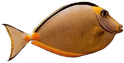 Naso lituratus (Носові помаранчеві шпори)
