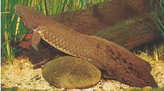 Neoceratodus forsteri Австралійський Діпнеуте, Барраманда Ост.
