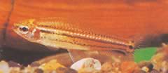 Neolebias trilineatus Африканські характеристики з трьома смугами