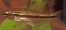 Neolebias unifasciatus Чорний Neolebias, африканський характер до групи