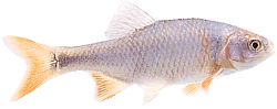 Notropis lutrensis (Американський IDE з червоними плавниками)