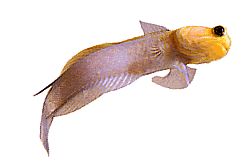 Opistognathus aurifrons (Opistognathe на передній дорі)