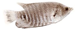 Osphronemus goramy (Гігантський гурамі)