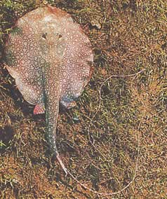 Paratrygon orbicularis (Орбікулярна лінія)