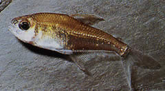 Phenacogaster megalostictus Велика пляма скляна тетра