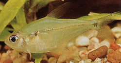 Phenacogaster pectinatus (Pectinatus, Golden Band Tetra)