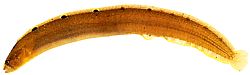 Pholis gunnellus (Гоннель)