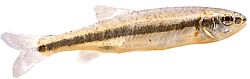 Phoxinus phoxinus Вайрон