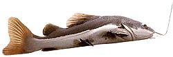 Phractocephalus hemiliopterus