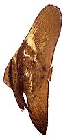 Platax orbicularis Орбікулярна кажана риба