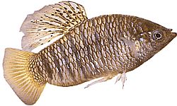 Poecilia nigrofasciata Чорний промінь Поекілія