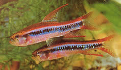 Poecilocharax weitzmani Charax de Weitzman, Tetra-Flechette Noir