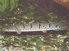 Polypterus delhezi (Zaïre polyptere (Бічір))