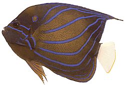 Pomacanthus annularis Кільцева риба