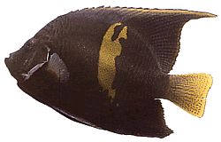 Pomacanthus maculosus Ангел риба в круасанці