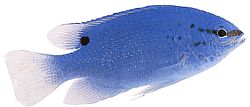 Pomacentrus caeruleus Синьо-зелена леді