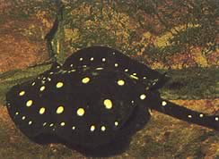Potamotrygon henlei Лінія вогню