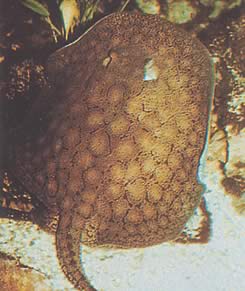 Potamotrygon reticulatus Відновлена ​​прісноводна лінія