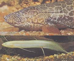 Protopterus aethiopicus aethiopicus Ефіопійський протоптер