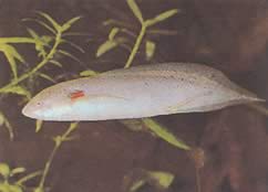 Protopterus annectens annectens Африканський дипнеуте